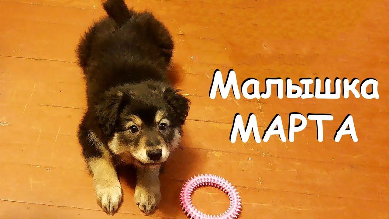 ЩЕНОК МАРТА. Я НЕ ВИДЕЛ ЭТИ ВИДЕО ЦЕЛЫХ 10 ЛЕТ!