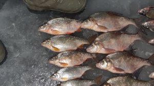 Состояние льда на Маныче  3 января. 2026 г. Встречи у льда. От Юрия Философа