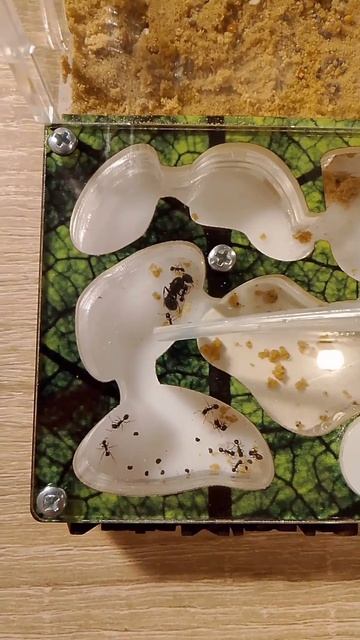 Все муравьи переселились, я не торопил их, поэтому получилось так долго 🐜🐜