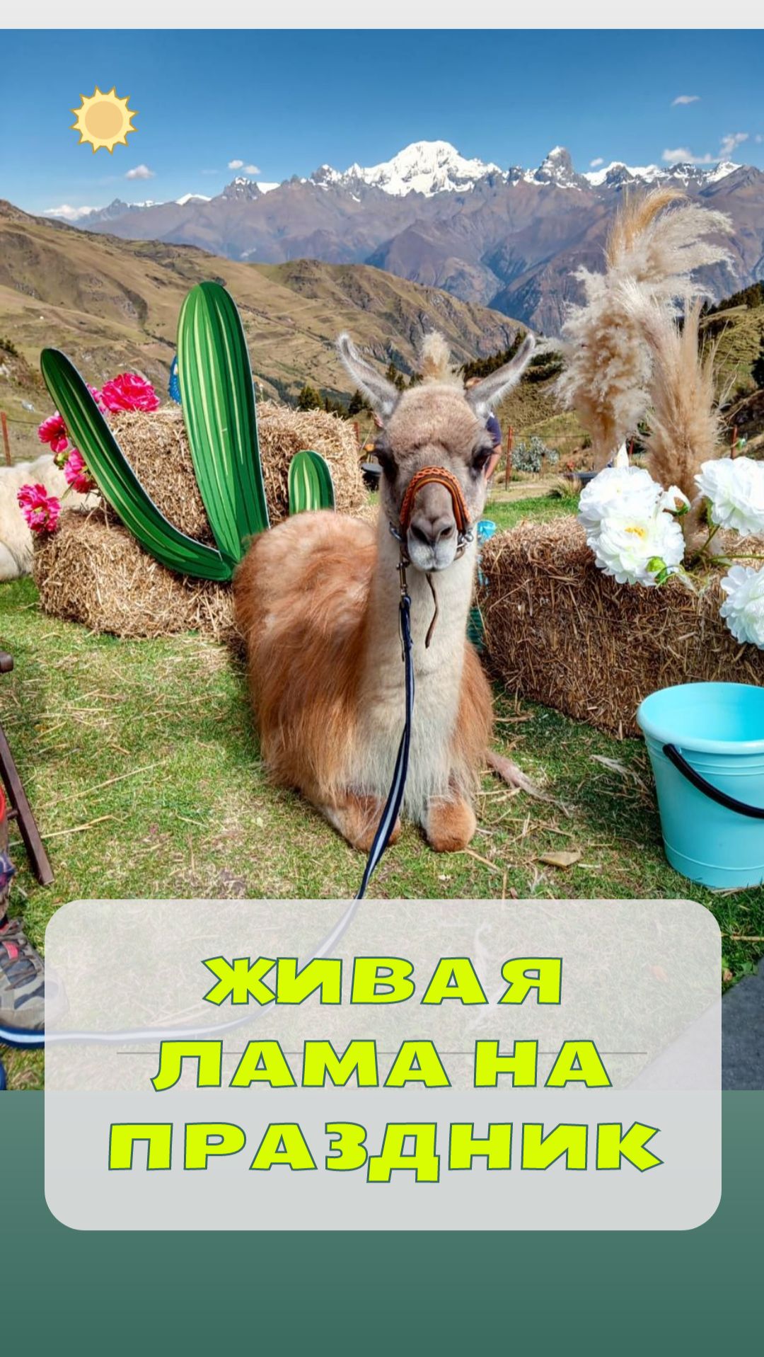 Лама на праздник: живая, добрая лама для детей и взрослых мероприятий