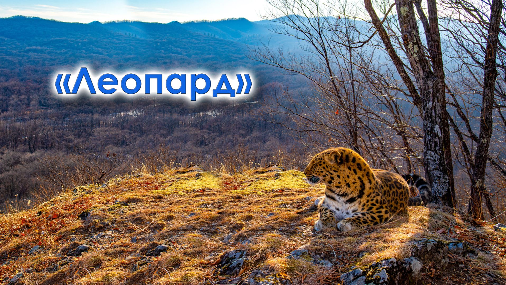 Александр Белезяков. Песня 