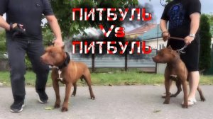 Питбуль Арчи и Муса. Два брата акробата! Питбули Dragon Life.