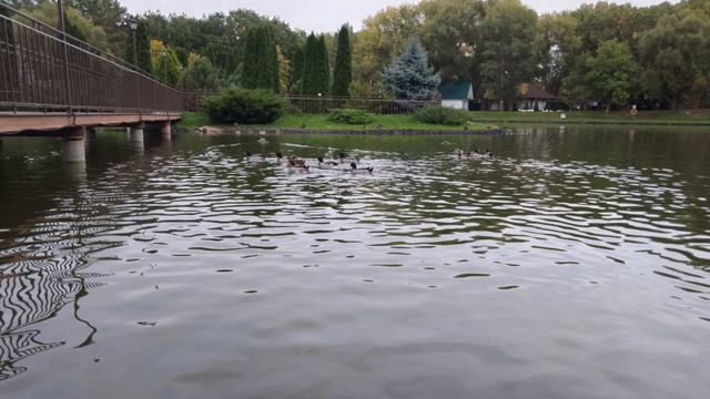 Утки и лебеди