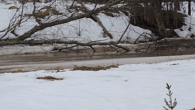 Норка гуляет смотреть онлайн
