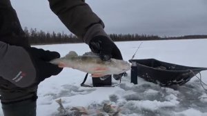 ЗОЛОТАЯ БЛЕСНА И ЖОР ГОРБАТЫХ ОКУНЕЙ! РЫБАКИ НЕДООЦЕНИВАЮТ ЕЁ, А ОНА ЛОВИТ КРУГЛЫЙ ГОД! Первый лёд.