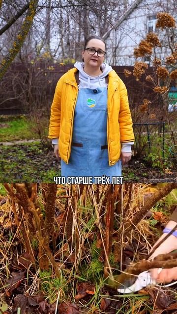 обрезка смородины смотреть онлайн