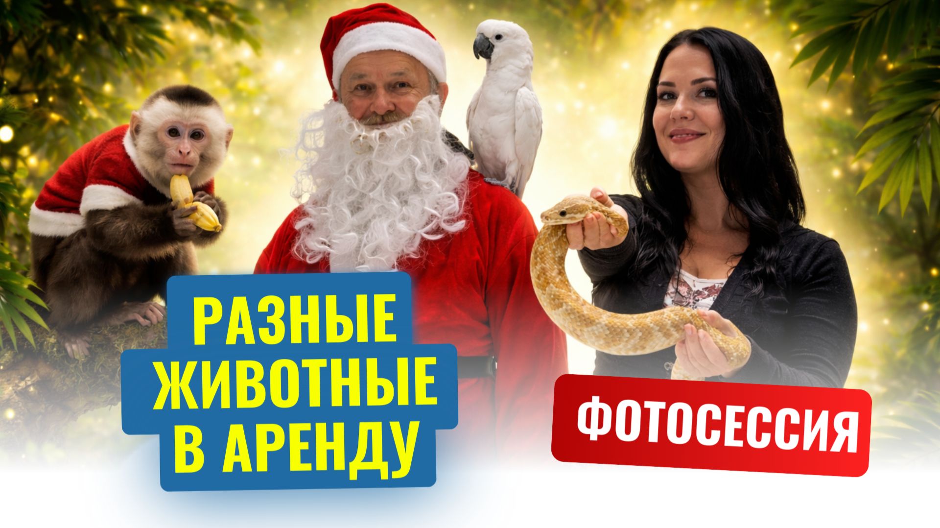 Животные в аренду попугай, обезьянка, белый кролик и змея для шоу и праздников