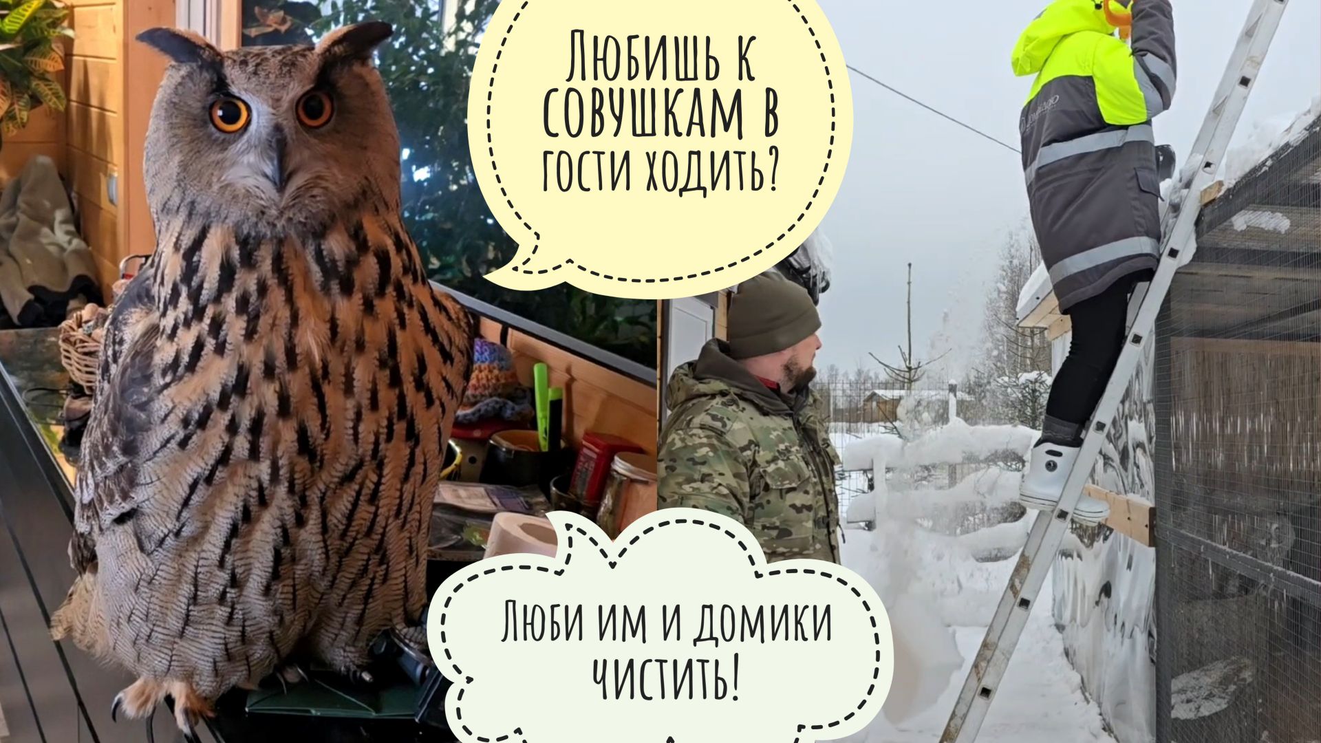 Раскапываем совиные домики из-под снега, пока сова Ёль в доме с котиками суету наводит смотреть онлайн