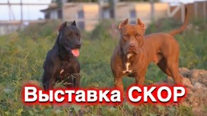SKOR Exhibition - APBT Musa and Bagira (Dragon Life) 2020 Krasnodar