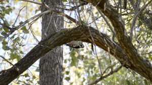 Трудолюбивый дятел за работой. Наблюдаем за дятлом в летнем лесу под релакс музыку.