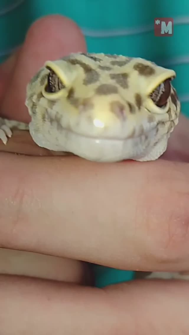 Кто посмотрел тому сегодня будет удача. Сегодня вам подмигнула удача смотреть онлайн