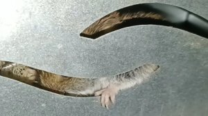 RSCHS внимание опасность! угроза атаки нападения тарелочниц продолжается ежедневно!