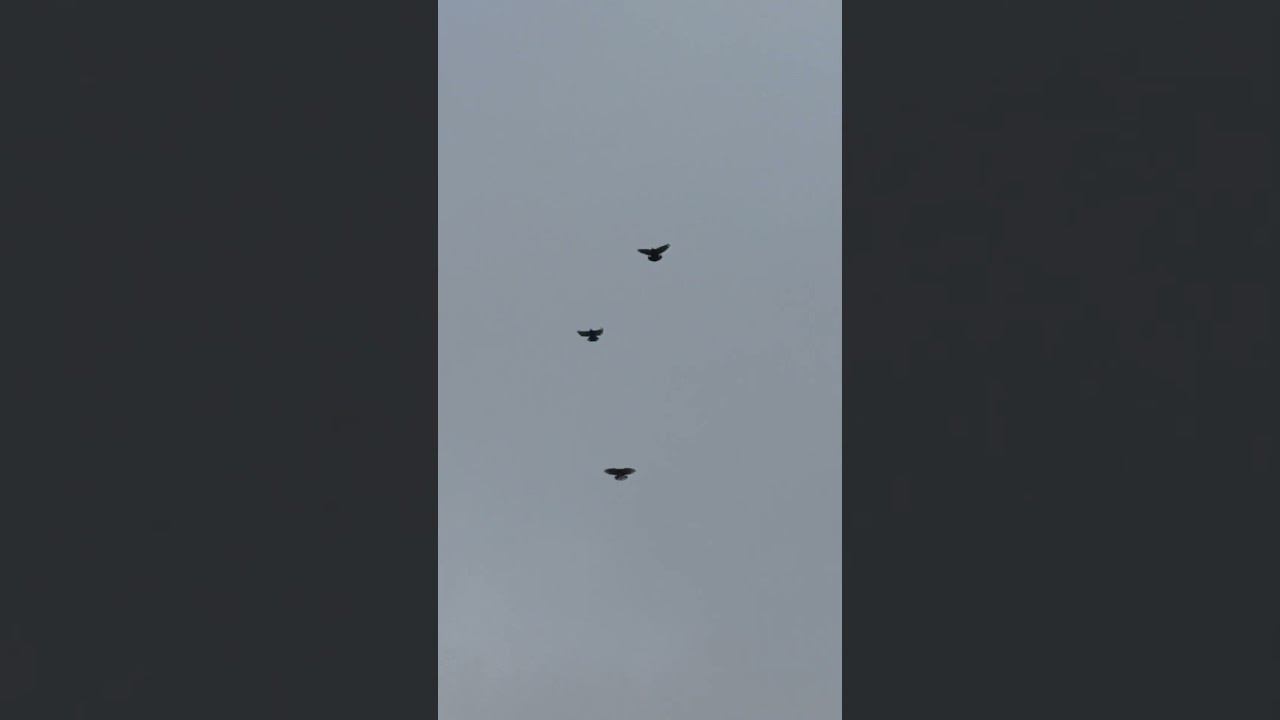 27.12.2025. Безкружные голуби, Чуманова Валерия.