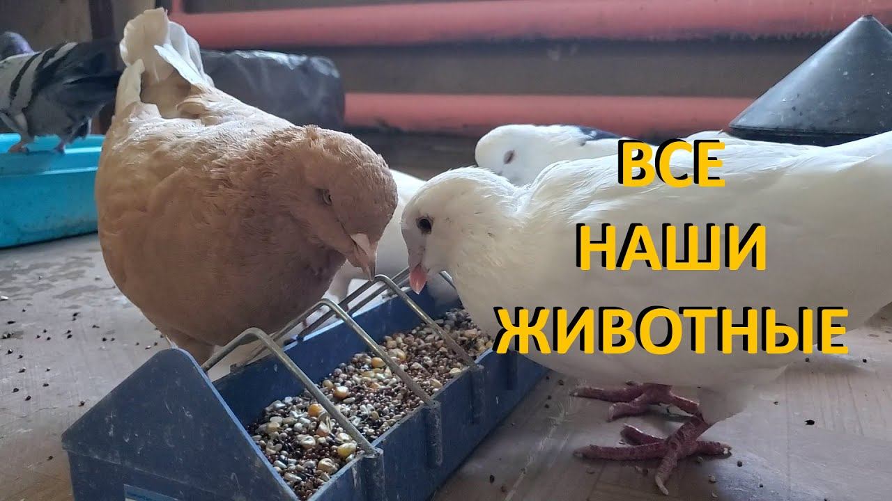 ВСЕ НАШИ  ЖИВОТНЫЕ