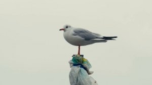 Артоскетч (2025.12.11) Чайки