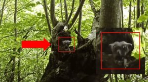 Страшные видео с неизвестными существами | Жуткое в лесу