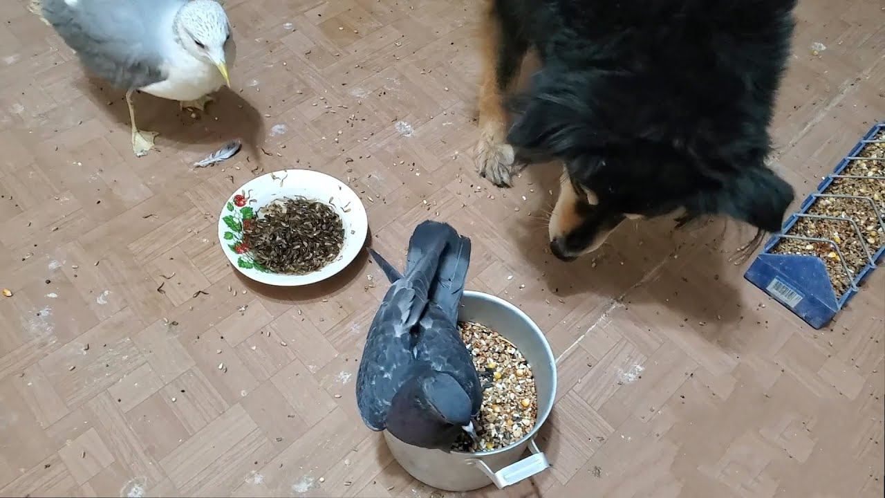 Закупка корма для животных. БЛАГОДАРНОСТЬ ЗА ПОДДЕРЖКУ