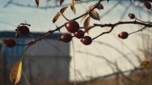 Артоскетч (2025.12.17) Ялта