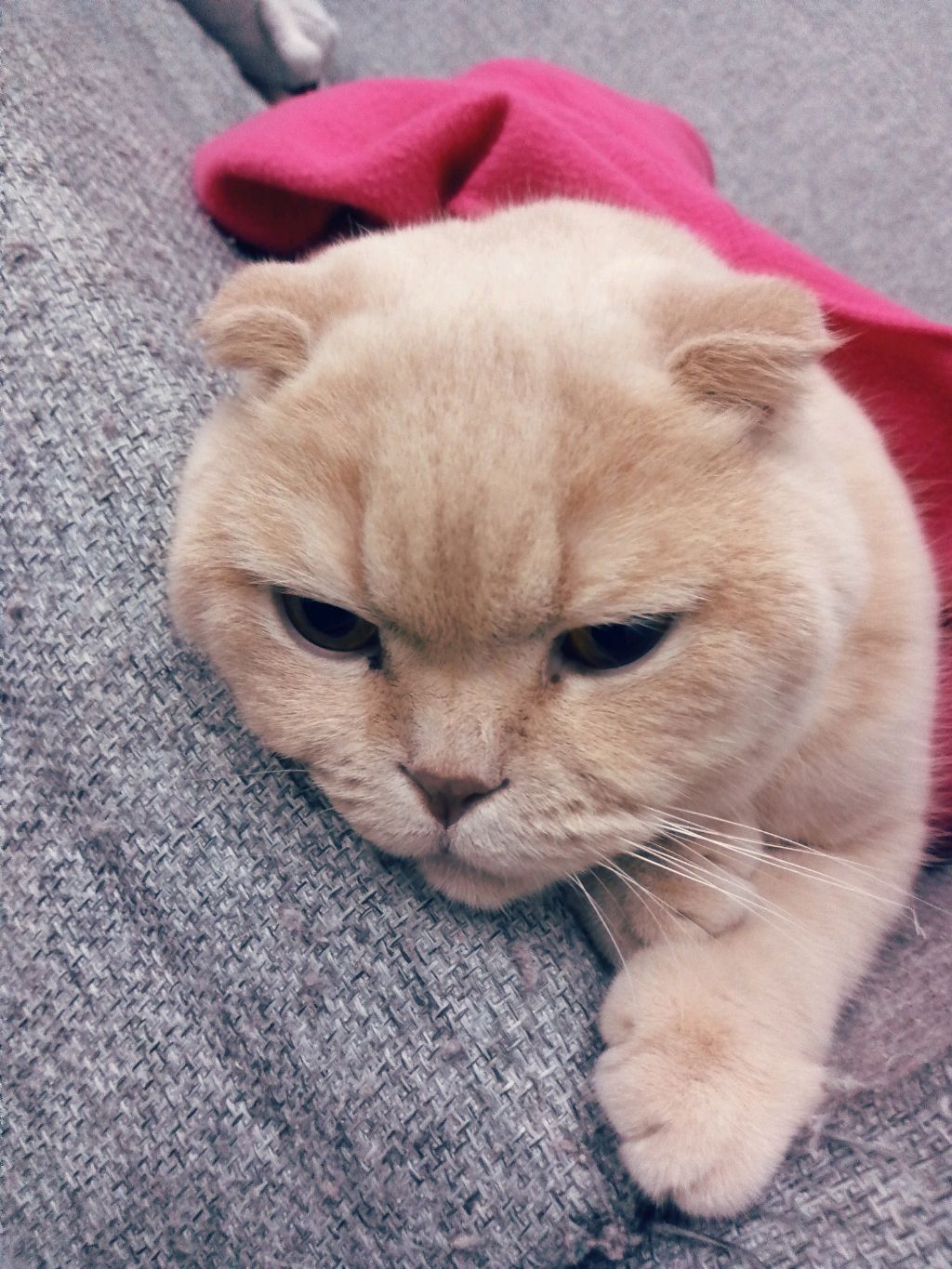 всем привет! пишите вопросы! смотреть онлайн