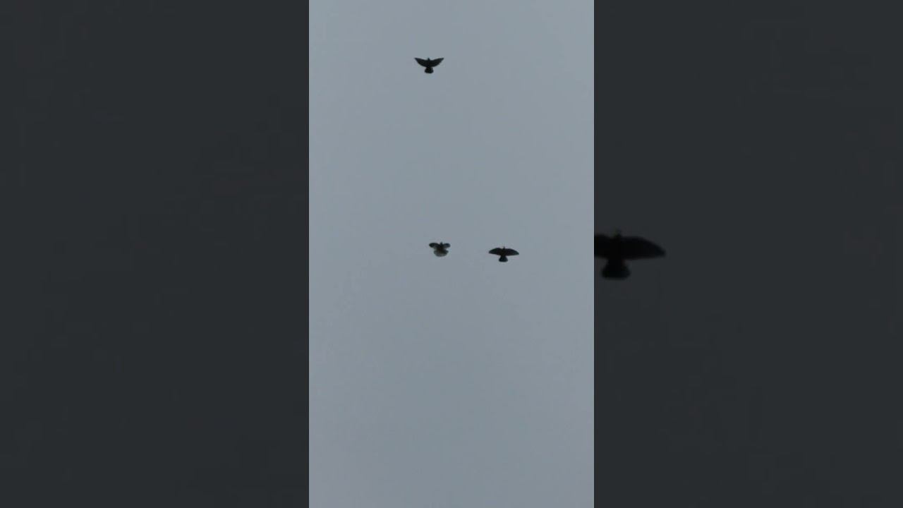 23.12.2025.После обеда, у отца...