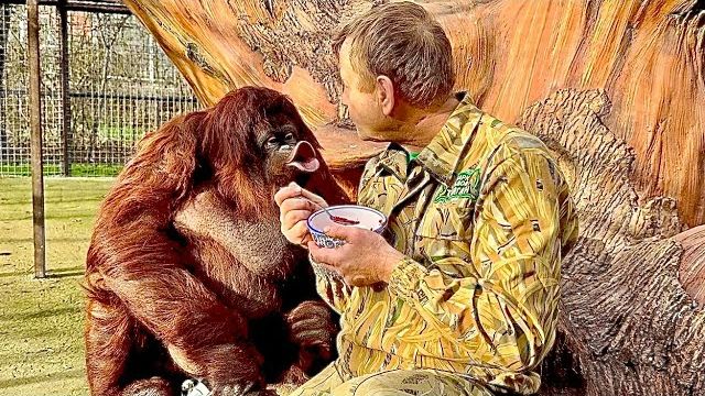 Это ТАК СМЕШНО! Олег Зубков пришел к орангутану Дане и кормит ее борщом 😂 смотреть онлайн