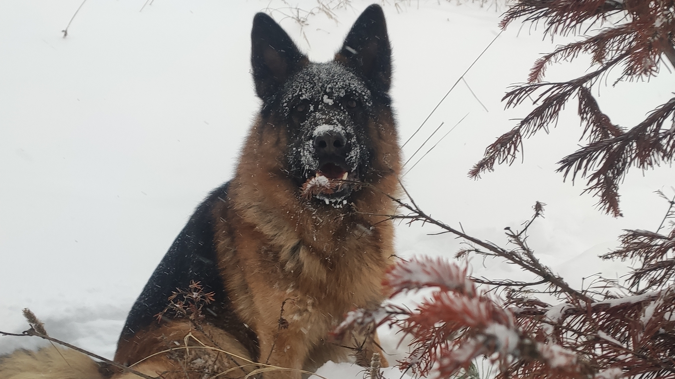 Лучше сугробы, чем дороги) Прогулка с овчаркой.. смотреть онлайн
