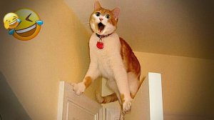 ПРИКОЛЫ С ЖИВОТНЫМИ😺🐶 | СМЕШНЫЕ КОТЫ и СОБАКИ😂