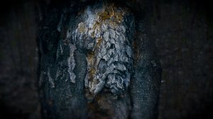 ЦИКЛИЧНЫЕ_СНЫ_ТОЧКА_ВЫХОДА