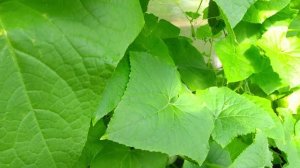 Помидор весом 707 грамм! (2025)