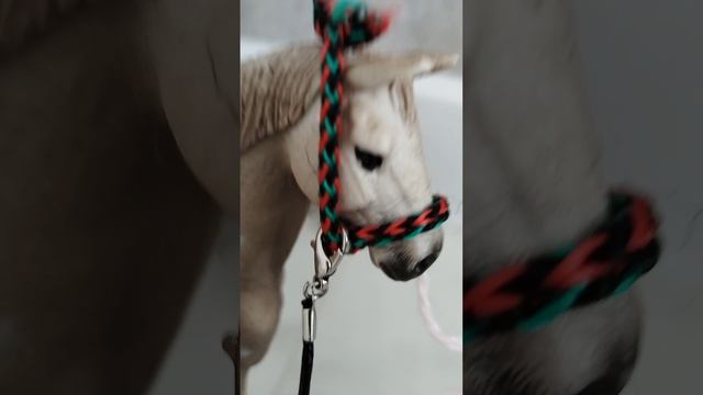 Внезапный Момент 
КСК Северный ветер 
Серия 1