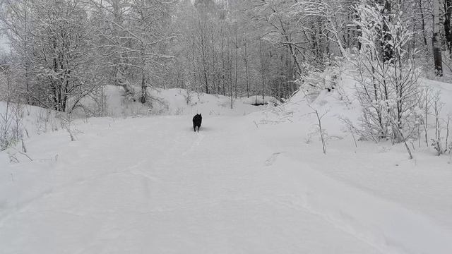 Канадский волк - гибрид. Рождество 2026 смотреть онлайн