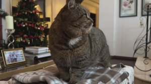 ДНЕВНИК лесного кота БАРСИКА: «Замурчательно!»  - 5 января 2026 года