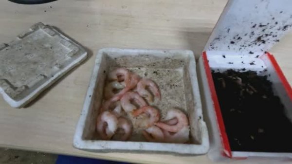 Проверка удочек. 33 день. Язь на креветку