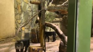 Макака в зоопарке Санкт-Петербурга