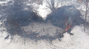 новогодний красный петух прилетел и на кучу веток сел приземлился спел и улетел