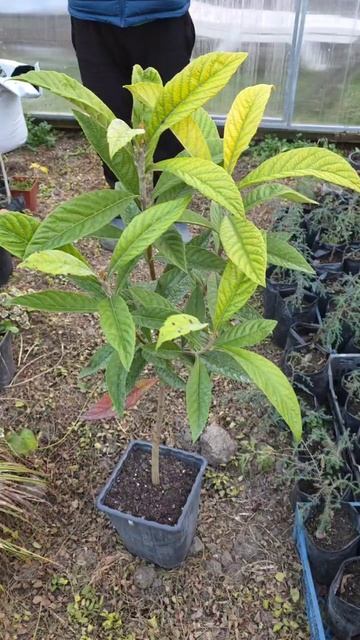 Купил для высадке в Геленджике прямо сейчас в Анапе еще одну Мушмулу смотреть онлайн