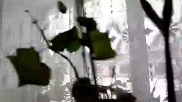 Серия 5 (Секретарь) - Secret Kolya Corporation