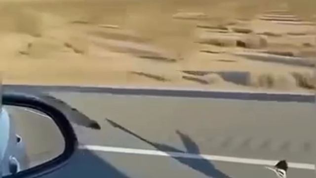 Самая быстрая птица в мире смотреть онлайн