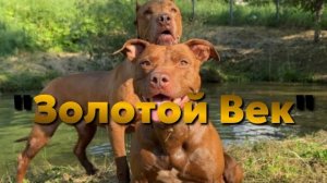 «Золотой Век» | Питбули dragon Life