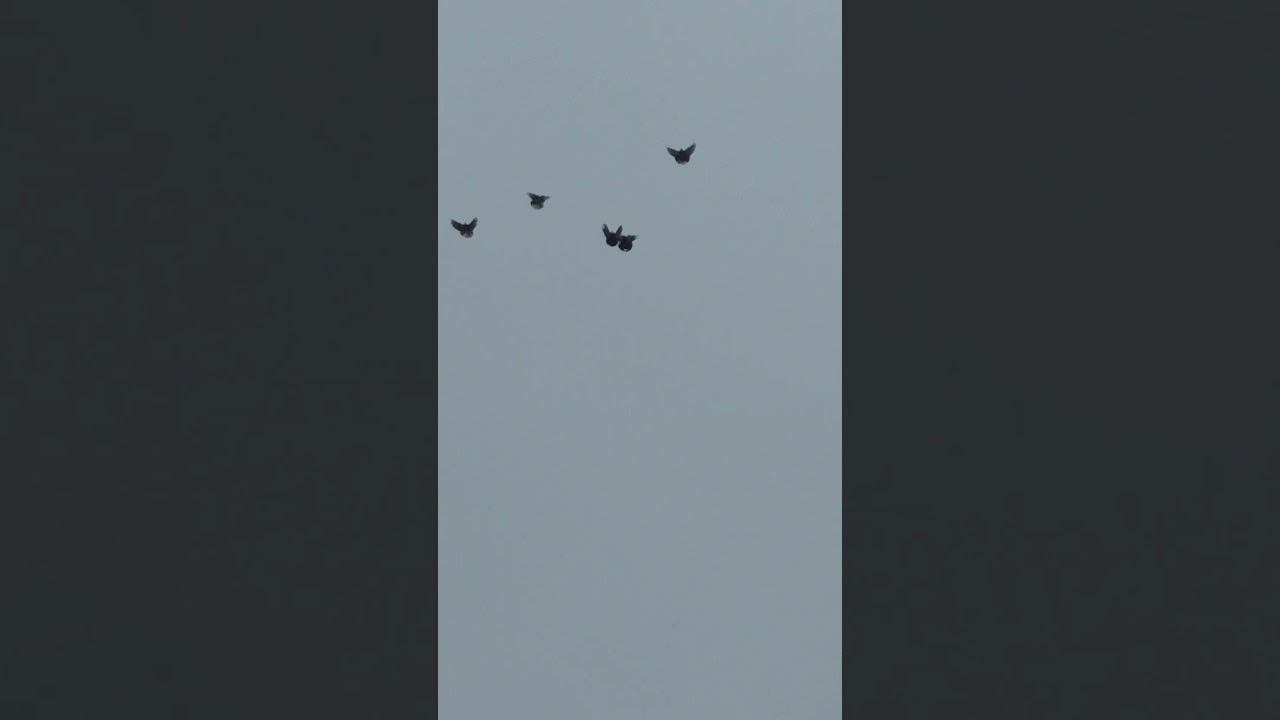 24 декабря 2025 г.Безкружные голуби, Чуманова Виталия.