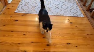 КОТ МАЛЫШ УПРАВЛЯЕТ НАМИ 24 ЧАСА с ПОМОЩЬЮ КНОПОК! ЗАДАНИЯ от ПОДПИСЧИКОВ