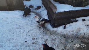 привезли диван//варено-жареный рулет/👍👍👍