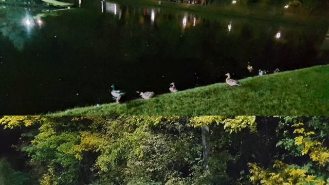 Живописная ночь