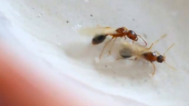 Лёт муравьев в формикарии. МуравьиTetramorium bicarinatum. Создание новых колоний. смотреть онлайн