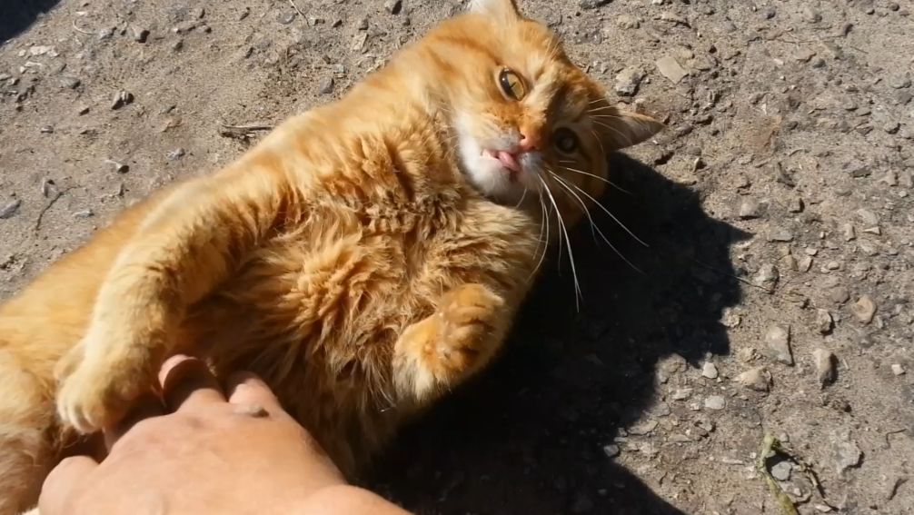 Кошки летние смотреть онлайн