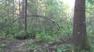 Загадка счастливого места на золотом ручье!