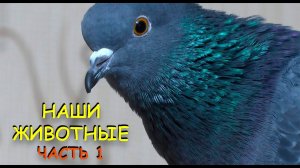 НАШИ ЖИВОТНЫЕ. ЧАСТЬ 1. НОВИЧКИ