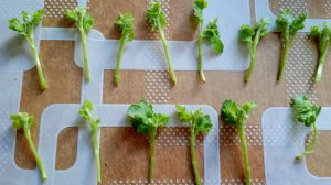 Подготовка черенков хризантемы к укоренению.