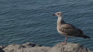 БЕЗУМНО КРАСИВАЯ МУЗЫКА ДЛЯ ДУШИ. RELAX МУЗЫКА ДЛЯ ДУШИ