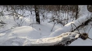 Бодрое утро. Проверка капканов. Гонка за соболем.